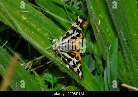 Wood Tiger, (Parasemia plantaginis) Moth, nel mese di luglio su foglia verde a Martin Down, Hampshire.UK Foto Stock