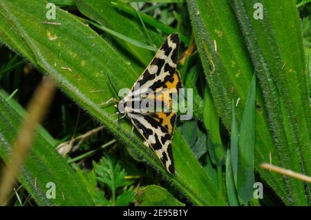 Wood Tiger, (Parasemia plantaginis) Moth, nel mese di luglio su foglia verde a Martin Down, Hampshire.UK Foto Stock