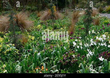 narcissus ghiaccio polare,primula elatior,hellebores,tulipa recreado,Chionochloa rubra,rosso tussock erba,erbe e bulbi,misto letto, misto bordo primavera, mix Foto Stock