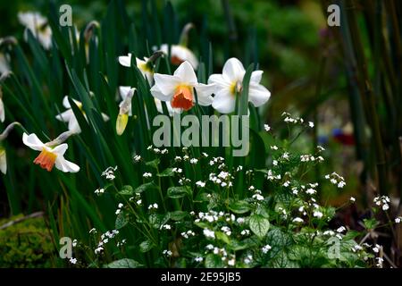 Narcissus salome, divisione 2 Daffodil, cremoso petali bianchi, coppa si apre giallo diventa rosa, brunner Macrophylla MR Morse, fiori bianchi, mix, misto, pianta mista Foto Stock