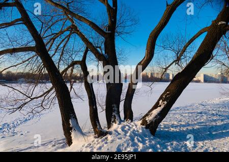 Alberi in inverno contro la neve e fiumi congelati in La città di Mosca Foto Stock