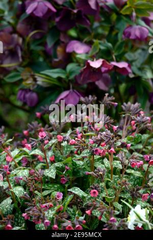 Pulmonaria angustifolia Beth's Pink, corallo fiori rosa, fioritura, lungwort, perenni, fiore, fioritura, fiori, primavera in giardino, giardino di primavera, inferno Foto Stock