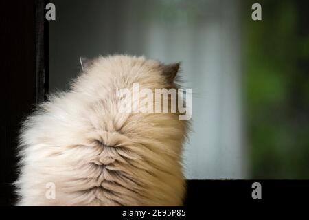 Adorabile gatto Ragdoll adulto che guarda all'interno della finestra della casa Foto Stock