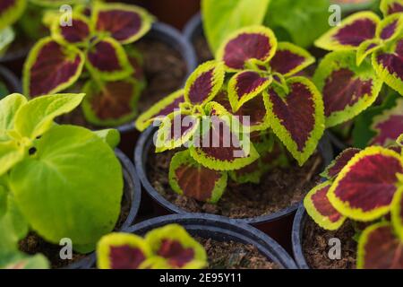 Coleus blumei o ortica dipinta che cresce in vasi in serra Foto Stock