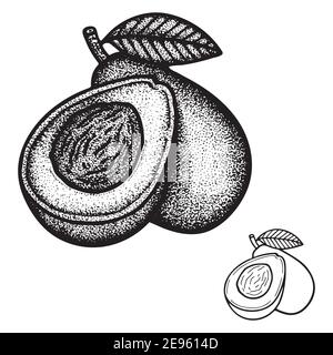 Avocado. Avocado intero e a fette con disegno in stile incisioni di semi d'annata isolato su sfondo bianco. Avocado stile retrò disegno punteggiato ill Illustrazione Vettoriale