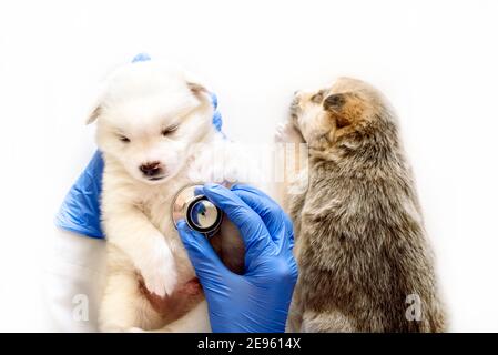 vet che controlla la frequenza cardiaca del cucciolo. Esame di un animale domestico con uno stetoscopio in un veterinario clinic.on sfondo bianco.Doctor's sguardo. Foto Stock
