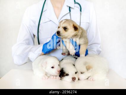 Quattro cuccioli insonni sul lettino del veterinario. Animali amabili in clinica. Cura e esame da parte di un medico. CUR. Giorno del cane Mongrel Foto Stock