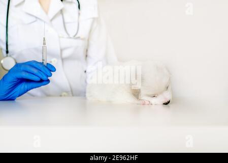 Carino cucciolo alla reception del veterinario, la vaccinazione in clinica. La consultazione del medico Foto Stock