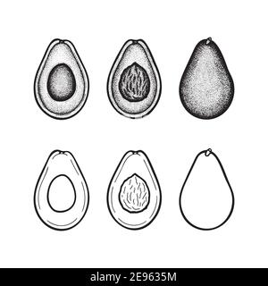 Avocado. Avocado intero, a metà e a fette con disegno in stile incisioni semi d'annata isolato su sfondo bianco. Avocado stile retrò disegno punteggiato dra Illustrazione Vettoriale