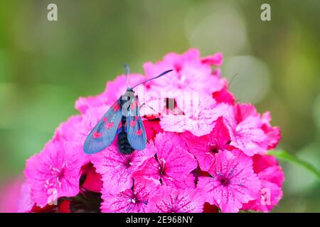 Garofani da giardino rosa che crescono in giardino. burnett a sei punti. Zygaena filipendulae falena. Foto Stock