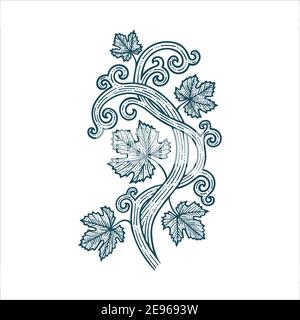 Grappolo d'uva, vite e foglie. Illustrazione vettoriale disegnata a mano in stile vintage Grapevine. Parte del set. Illustrazione Vettoriale