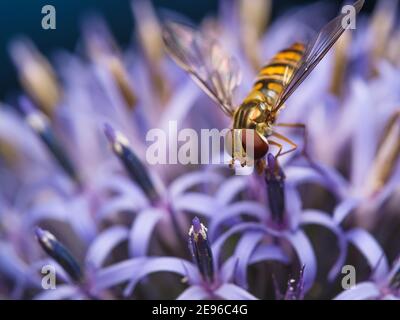 Macro fotografia di Hoverfly che riposa sulla testa blu del thistle nel giardino di Sutton Coldfield UK. Foto Stock