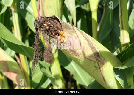 Primo piano di granoturco maturo illuminato al sole e mezzo aperto con noccioli d'oro maturi, in campo di mais Foto Stock