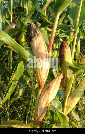 Granoturco d'oro e magnifiche pannocchie di mais su mais coltivato campo sotto il sole Foto Stock