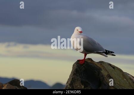 Un meraviglioso esemplare del gabbiano macinato di rosso che si posa su un'isola rocciosa in Nuova Zelanda, con magnifici colori del cielo Foto Stock