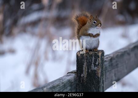 Uno scoiattolo rosso americano è seduto in posizione verticale su una recinzione in inverno, tenendo le zampe anteriori vicino al petto. Il critter guarda al lato dal suo pe Foto Stock