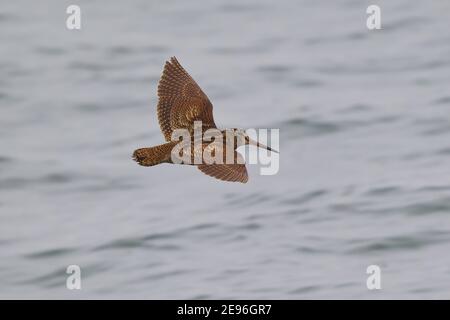 Eurasian Woodcock (Scolopax rusticola) che vola sull'acqua, Mare del Nord, Germania Foto Stock