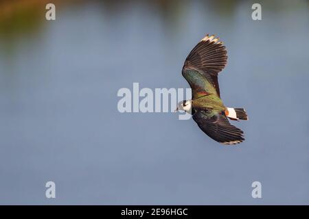 Northern Lapwing (Vanellus vanellus) maschio che sorvola l'acqua, Assia, Germania Foto Stock