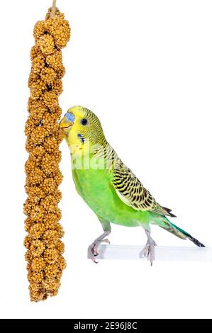 Felice pappagallo budgie mangiare la sua barra di semi preferita mentre si trova su bastone di plastica. Isolato su sfondo bianco. Foto Stock