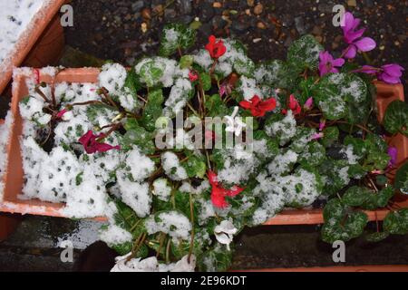 I ciclamini sono perenni a bassa crescita che sopravvivono alla farfalla che porta gelo come fiori in rosa a bianco con verde scuro a forma di cuore foglie argentate Foto Stock