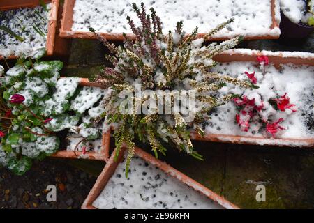 Erica tricolore ricoperta di neve e ciclamino rosso rosa lievitato patio giardino a Londra Evergreen fogliame in contenitori che richiedono manutenzione ridotta Foto Stock