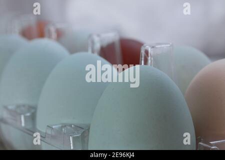 Macrofotografia con ampia profondità di campo e bokeh di una dozzina di uova di ricamo in colori blu chiaro, beige e marrone, prodotte dalle galline Ameraucana e Marans Foto Stock