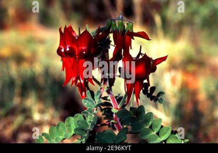 Wildflower, Sturt Desert Pea (Swainsoma formosa), Australia Occidentale Foto Stock