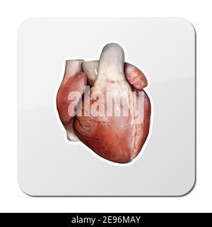 Icona anatomia cardiaca, concetto di cardiologia. Simbolo di assistenza medica di un organo cardiovascolare interno, organo umano interno realistico, 3d e 2d Foto Stock