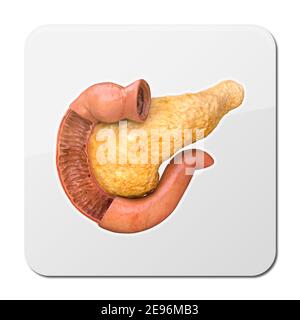 Icona anatomia pancreas, organo umano interno realistico, rendering 3d Foto Stock