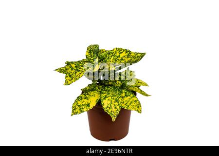 Aucuba japonica in vaso con fondo bianco Foto Stock