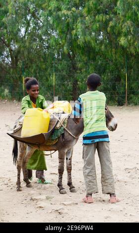 Un asino che trasporta l'acqua riempì i jerrycans ad Aksum, Etiopia. Foto Stock