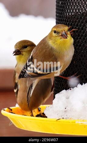 American Gold Finch nel suo cappotto invernale su una neve giorno Foto Stock