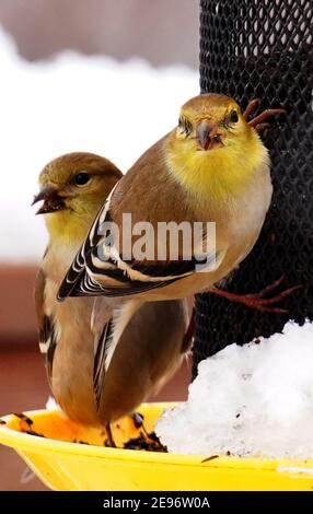 American Gold Finch nel suo cappotto invernale su una neve giorno Foto Stock
