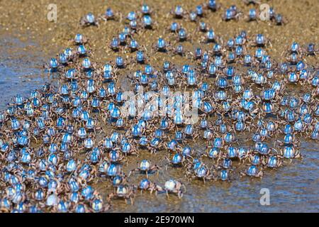 Granchi di soldato azzurro (Mictyris longicarpus) che camminano sulla sabbia a Beachmere, Queensland, QLD, Australia Foto Stock