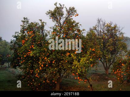 Citrus × sinensis, noto anche come Citrus sinensis, comprende le arance dolci comunemente coltivate, comprese le arance sanguigne e le arance dell'ombelico. Foto Stock