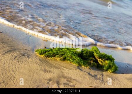 Un grumo verde brillante di alghe è svegolato nelle onde sulla riva nord della Repubblica Dominicana. Foto Stock