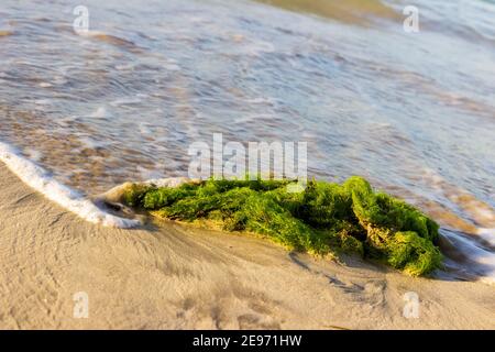 Un grumo verde brillante di alghe è svegolato nelle onde sulla riva nord della Repubblica Dominicana. Foto Stock