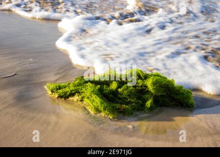 Un grumo verde brillante di alghe è svegolato nelle onde sulla riva nord della Repubblica Dominicana. Foto Stock