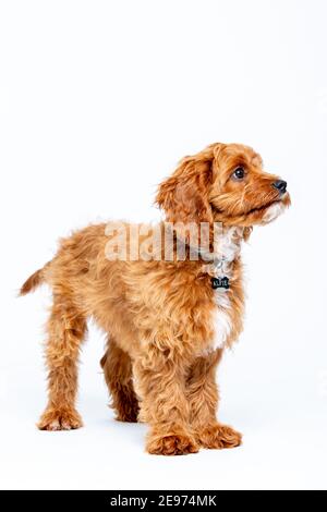 Cucciolo di Cavoodle rosso rubino con capelli lisci di 4 mesi Foto Stock