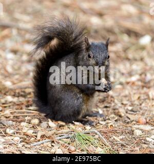 Colore morphed orientale grigio scoiattolo mangiare Acorn Foto Stock
