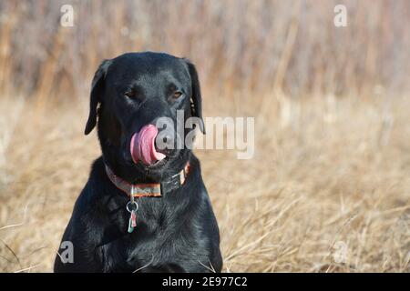 Labrador nero ritorante seduto e leccando il naso Foto Stock