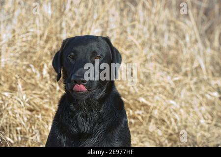 Labrador nero ritorante seduto e leccando il naso Foto Stock