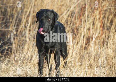 Labrador nero ritorante in piedi e leccando il naso Foto Stock