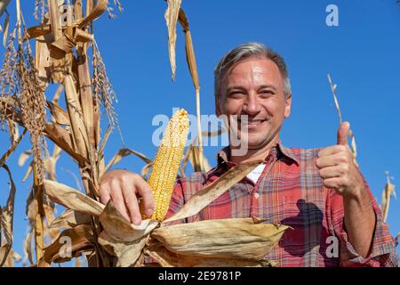 Coltivatore maturo che tiene il mais maturo sul campo di mais, primo piano Shot. Tempo di mietitura. Foto Stock