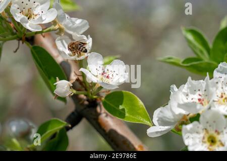 Miele Bee raccolta Nectar e Pollen da Pear Blossoms. Scena primaverile in Blooming Orchard. Foto Stock