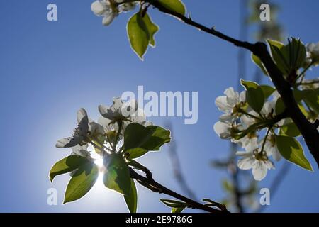 Scena primaverile in Blooming Orchard. Fiore di pera - Fiori di pera bianchi fioriscono sull'albero. Foto Stock