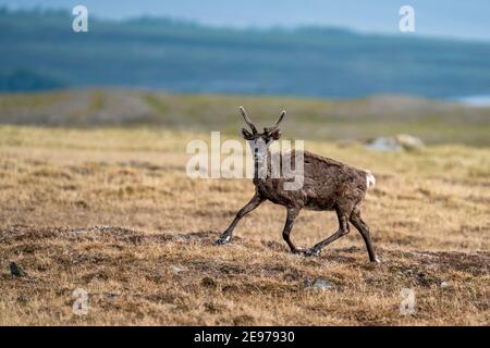 Maestose renne in montagna che corrono con malte antlers Foto Stock