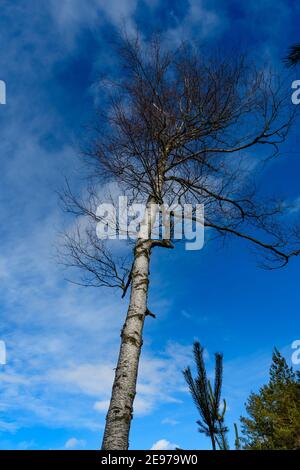 betulla in una brughiera vicino amaliendorf nella parte inferiore regione austriaca waldviertel Foto Stock