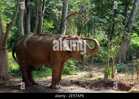 Un elefante indiano (Elephas maximus indicus) vicino Kanchanaburi, Thailandia prendendo un bagno di fango nella foresta Foto Stock