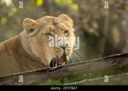 Leone asiatico (Panthera leo persica) primo piano della testa e delle spalle di una femmina Leone asiatico che mostra i suoi denti con uno sfondo verde naturale Foto Stock